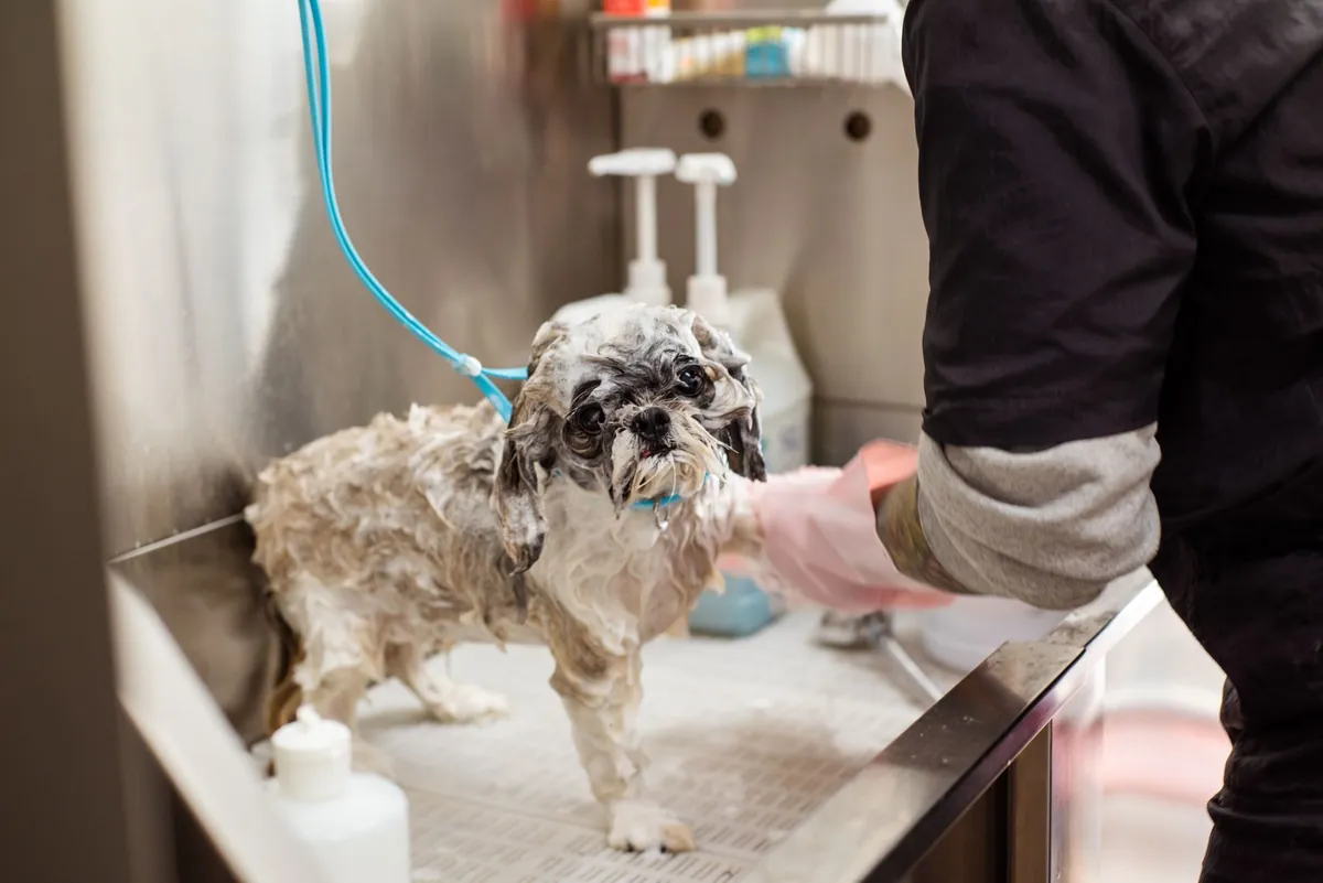 Dog Groomers Prices Near Me – Costs, Options & Reviews