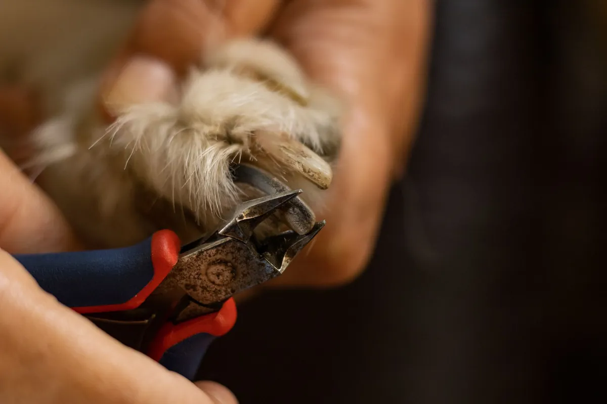 Dog nail trimming near me – fast, safe & affordable options