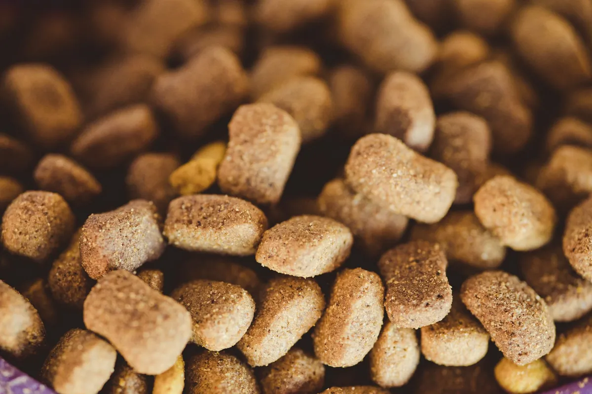 Dry Cat Food: Choosing the Best Nutrition for Your Cat