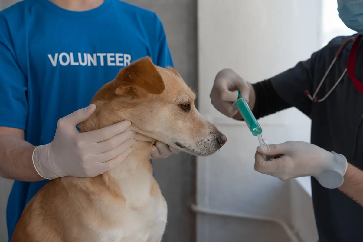 Emergency Vet Bill Assistance: Quick Help When You Need It