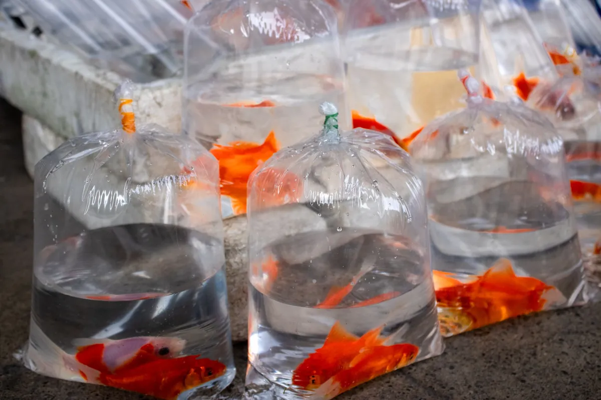 Fish Store Near Me: Find Your Ideal Aquatic Pets Fast
