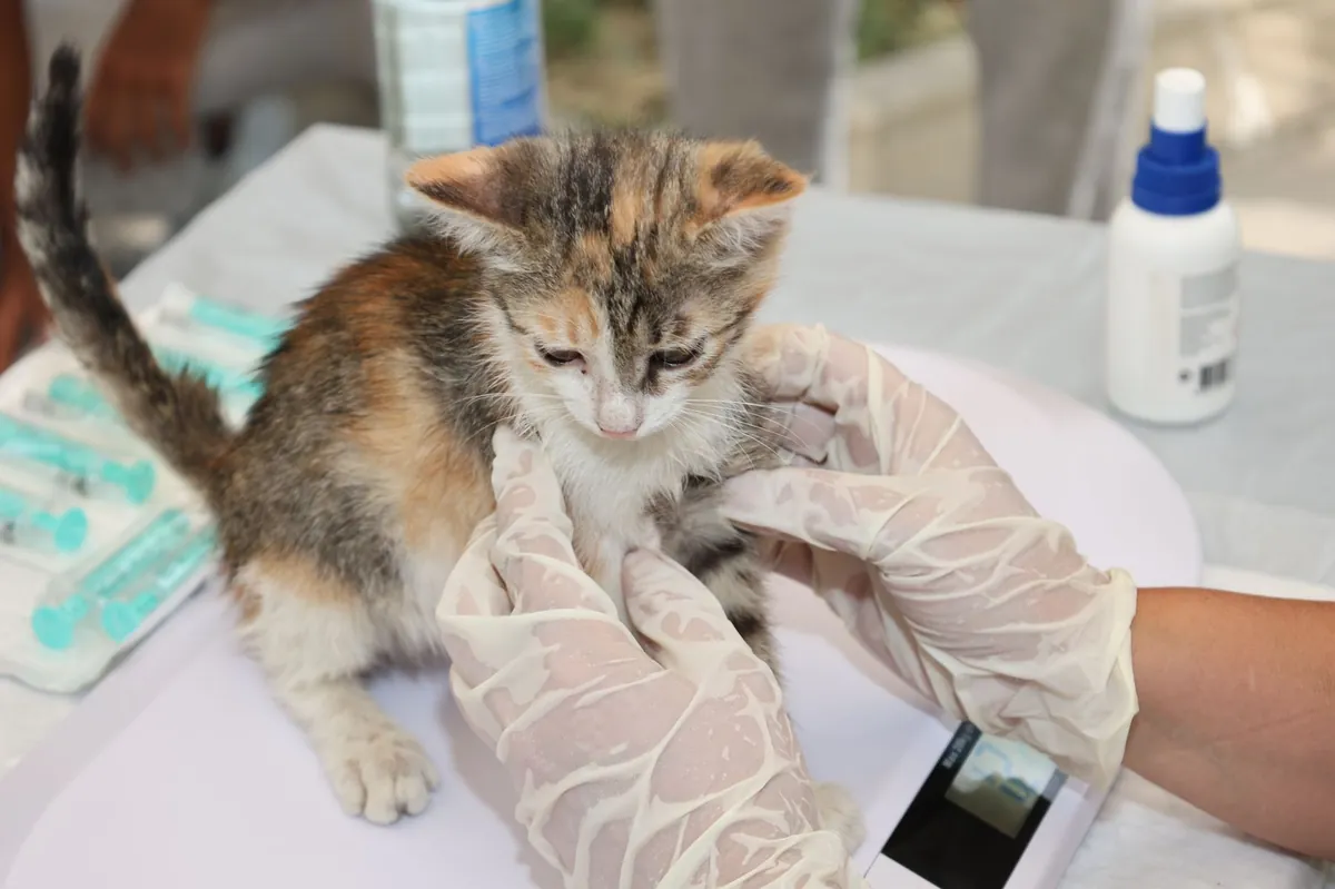 Free Online Vet Prescription: What You Need to Know