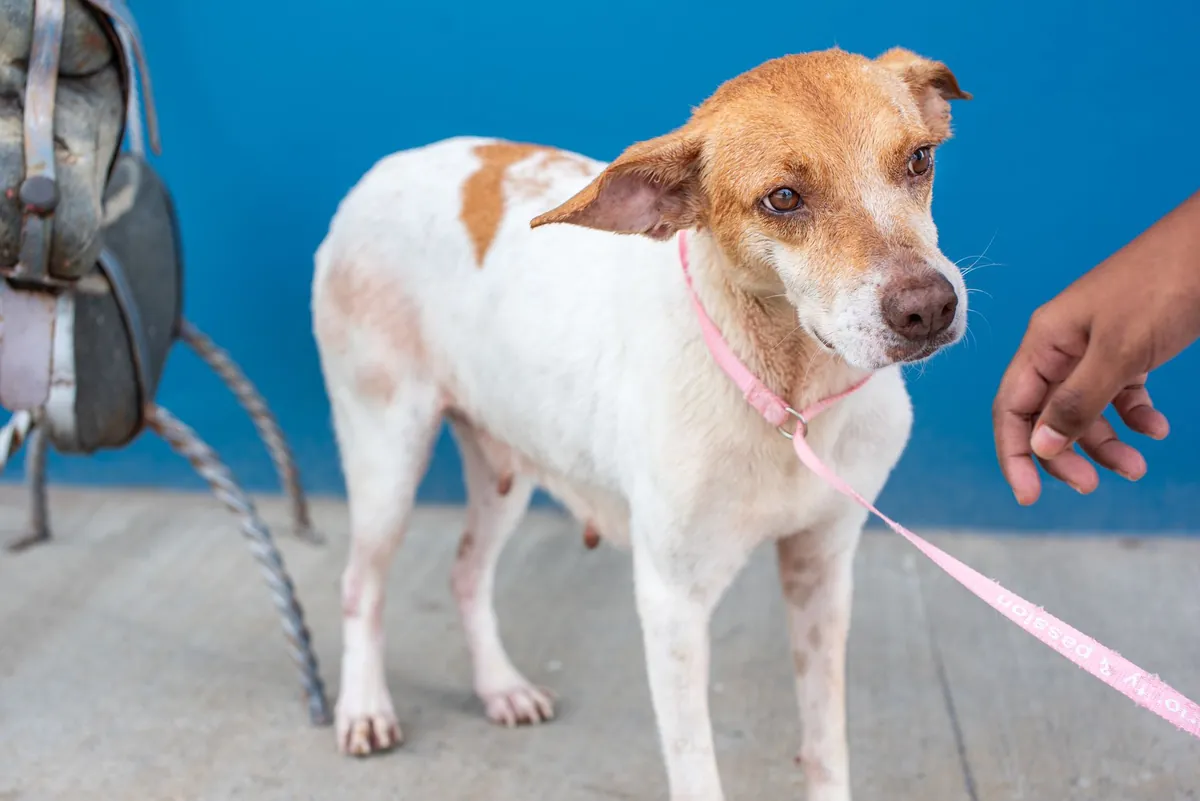Free pet vaccinations near me: Protect your furry friend today