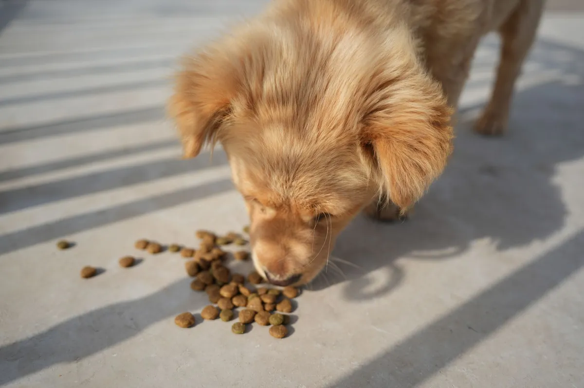 Ivet Dog Food Reviews: Honest, Vet-Backed Verdict