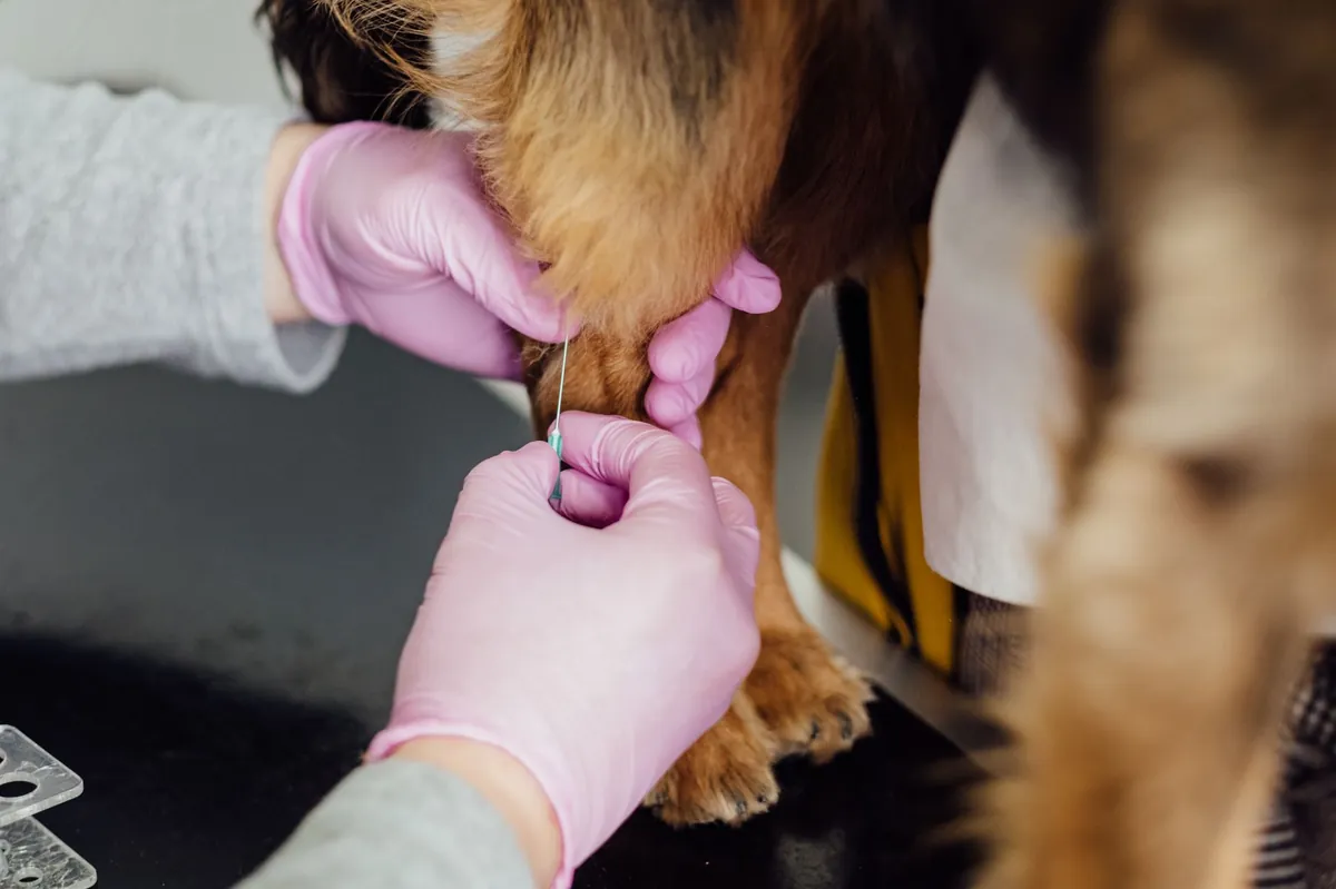 Low Cost Dog Vaccinations Near Me – Where & How to Get Affordable Shots