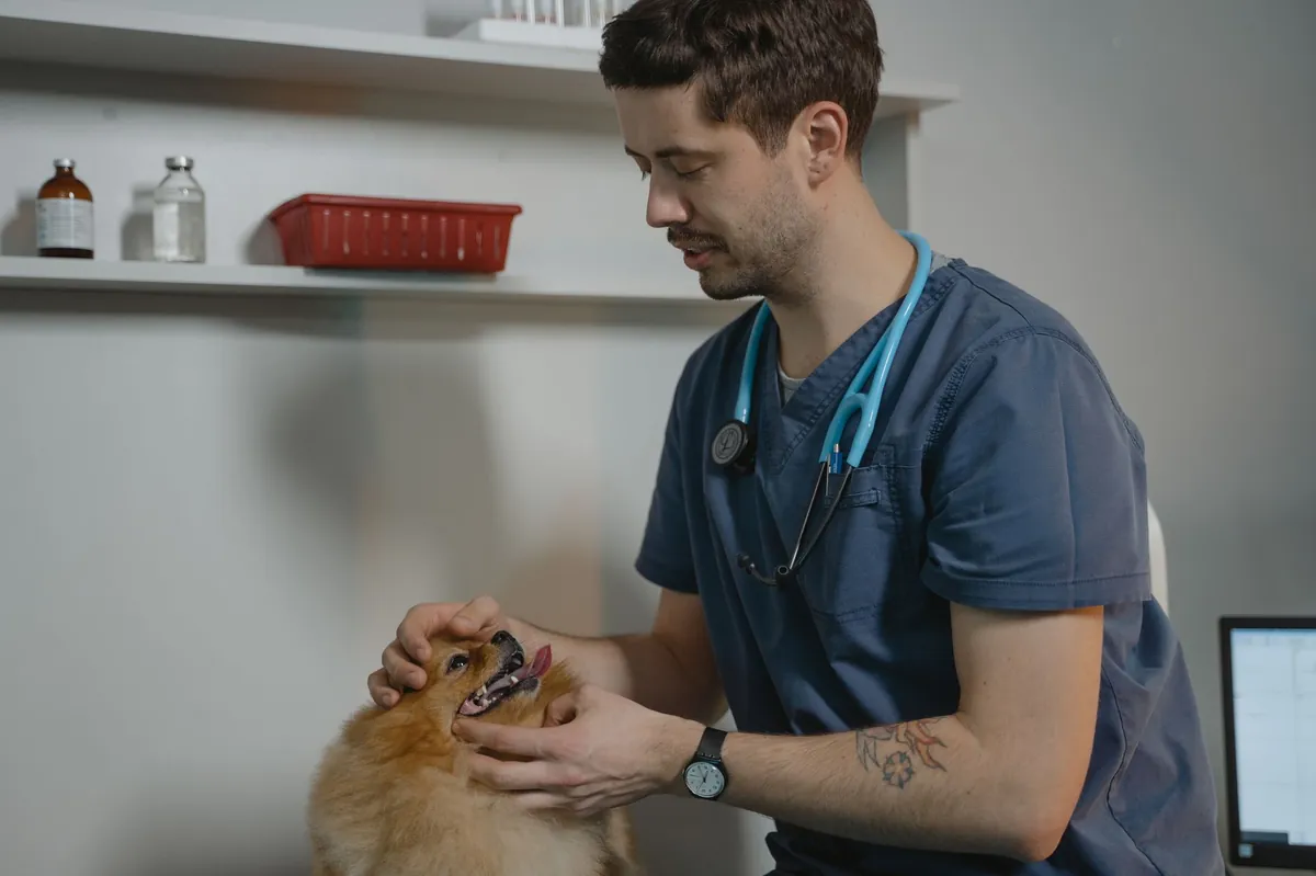 Low cost emergency vet San Antonio no insurance – Quick guide