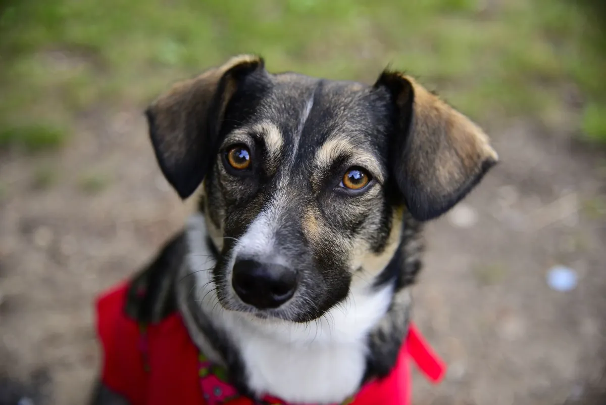 Low Cost Pet Vaccinations Near Me – Find Affordable Clinics Now