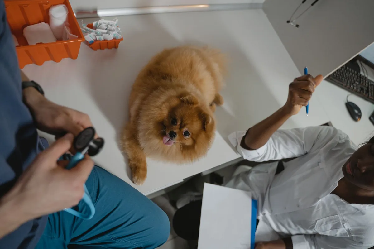 Low Cost Pet Vet Mobile Clinic Schedule Near Me: Find Affordable Care Fast