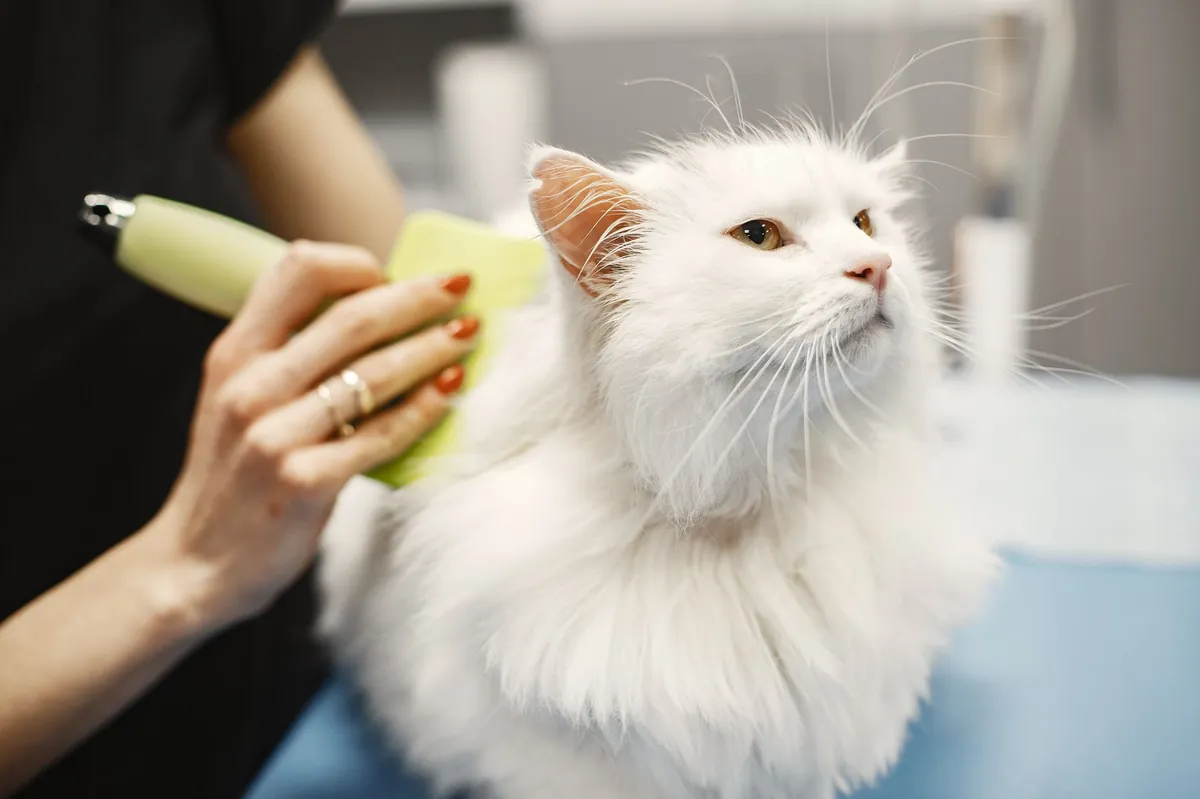 Mobile Pet Grooming Greensboro, NC – What You Need to Know