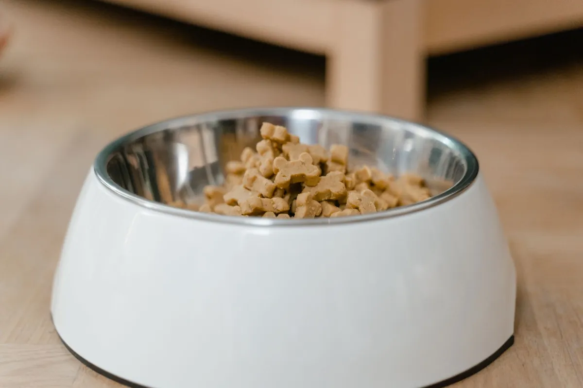 Ollie Baked Dog Food: A Complete Buying Guide for Your Dog’s Health