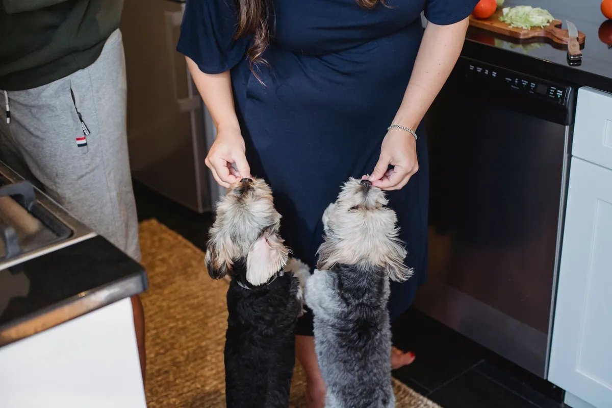 Ollie vs Farmer’s Dog: Which Fresh Dog Food Is Best?