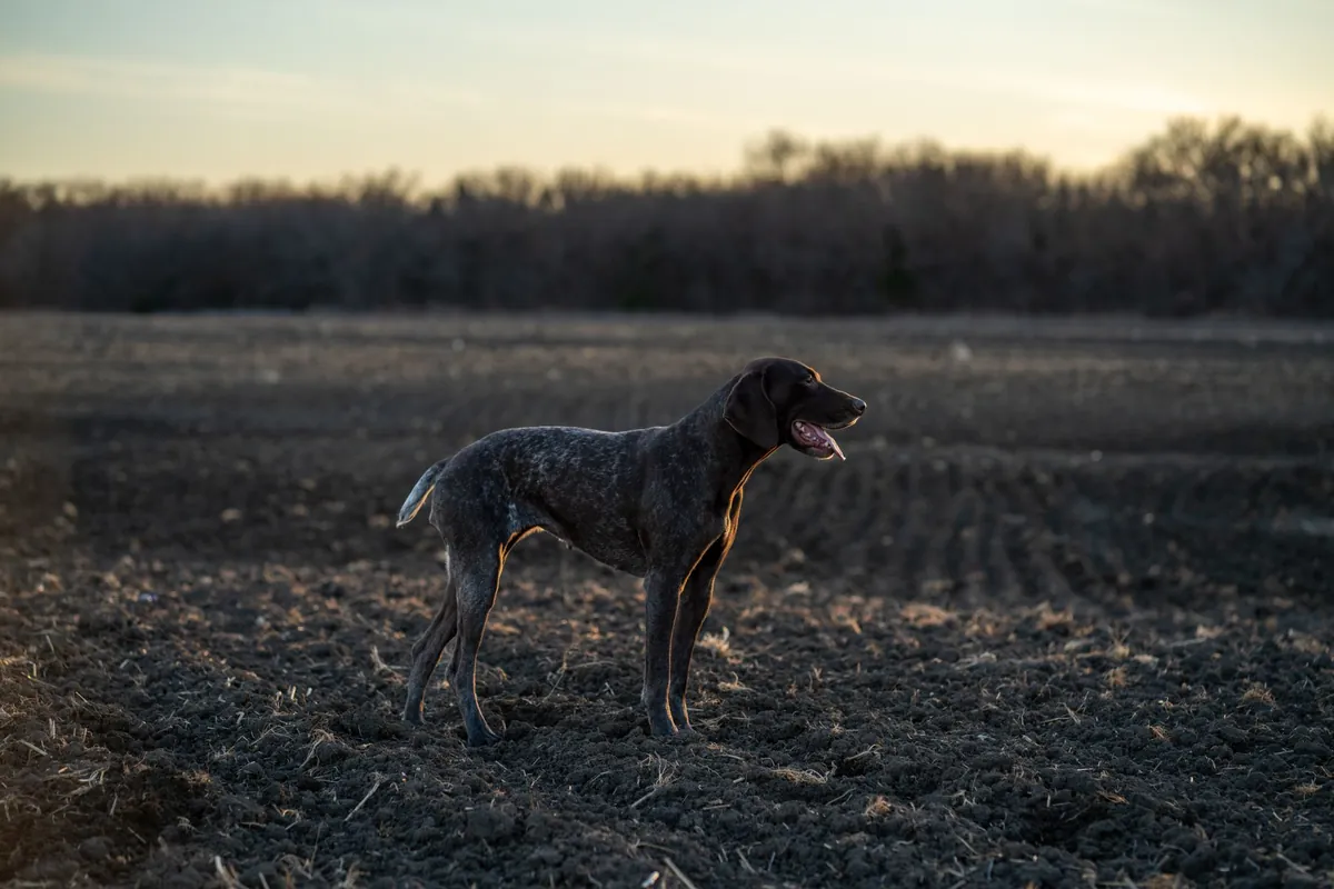 Open Farm Dog Food – Ethical, Nutritious & Honest Review