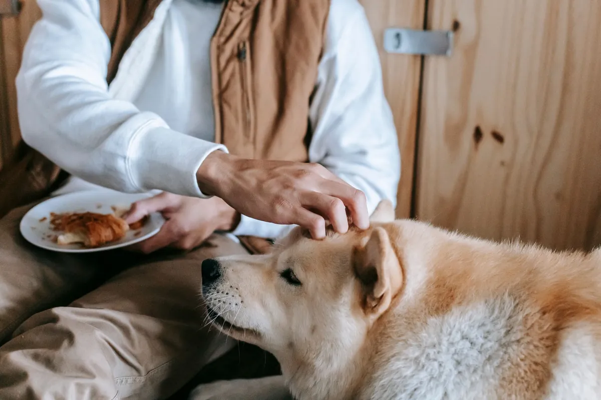 Pedigree dog food: Affordable nutrition for every pup