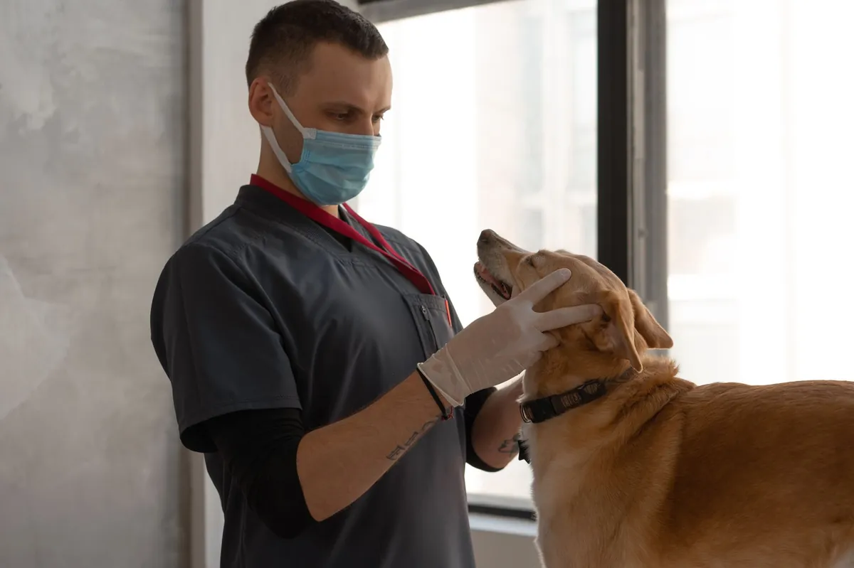 Personality Traits Needed to Be a Veterinarian