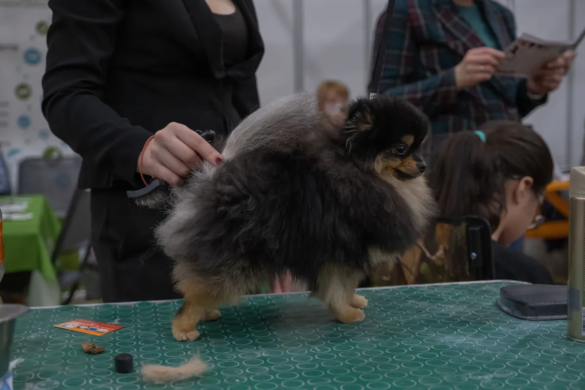 Pet Grooming Near Me: Find Top Local Services Quickly