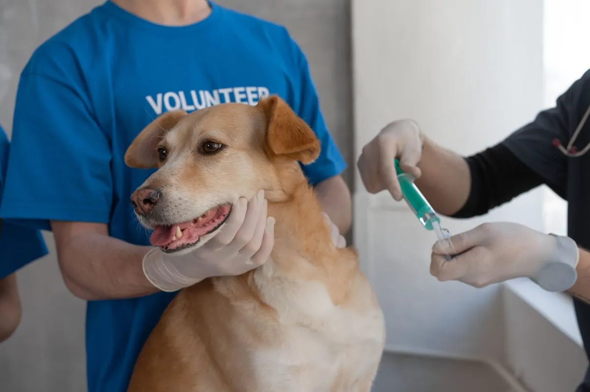 Pet Health Microchip: Benefits, Risks & How to Register