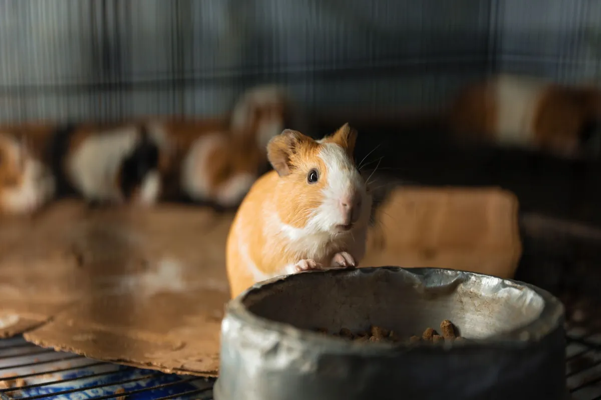 Pet Store Near Me – Locate, Compare & Shop Local