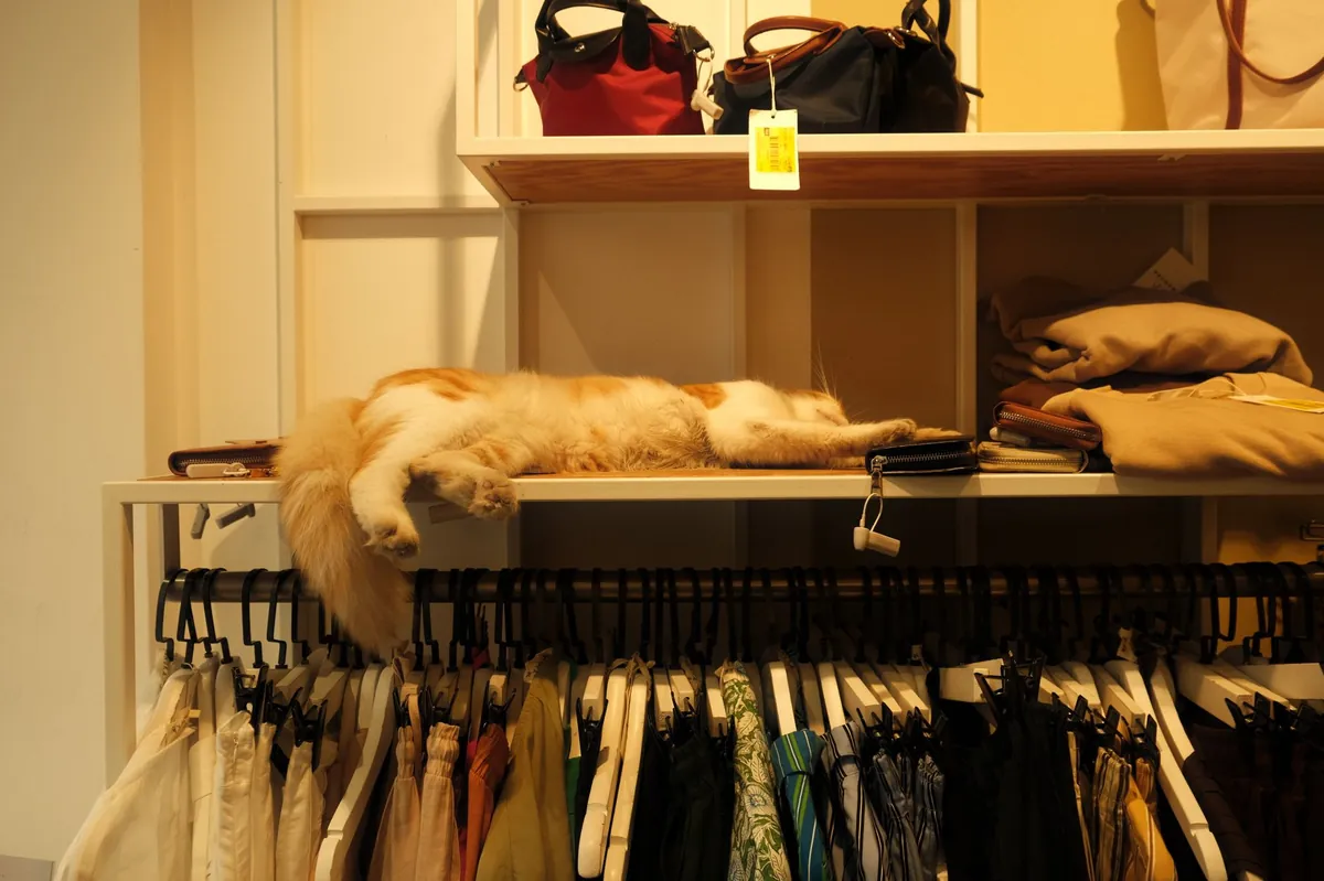 Pet Store Guide: Where to Find Quality Supplies, Services & Deals