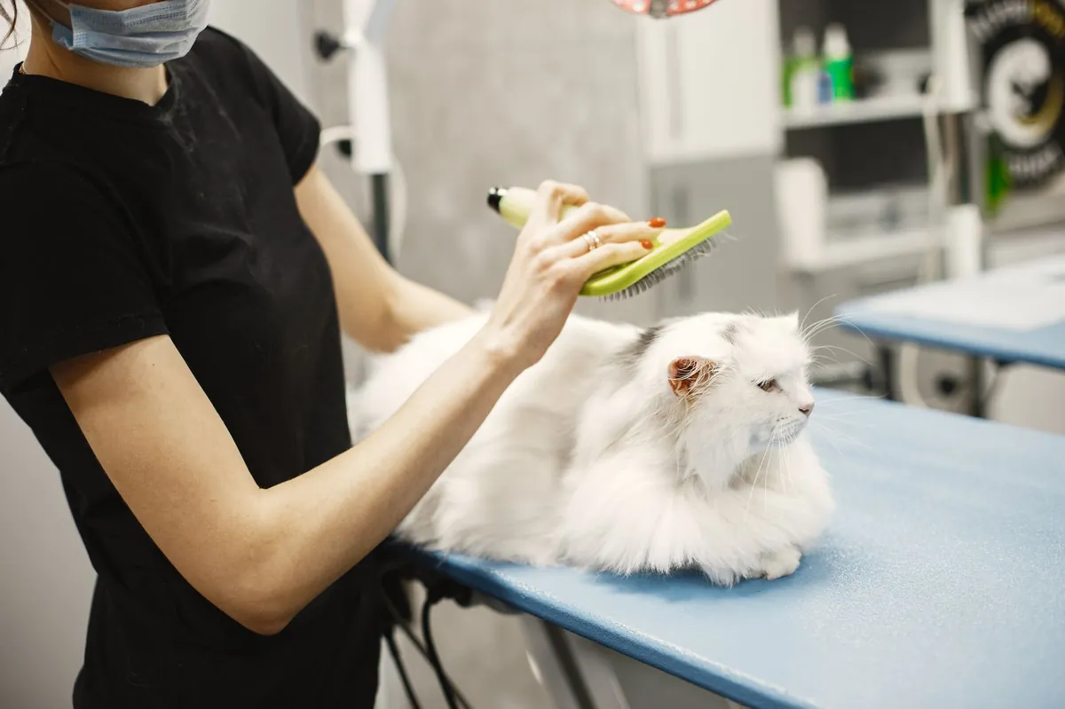 Pet Supermarket: Your One-Stop Shop for Food, Supplies & More