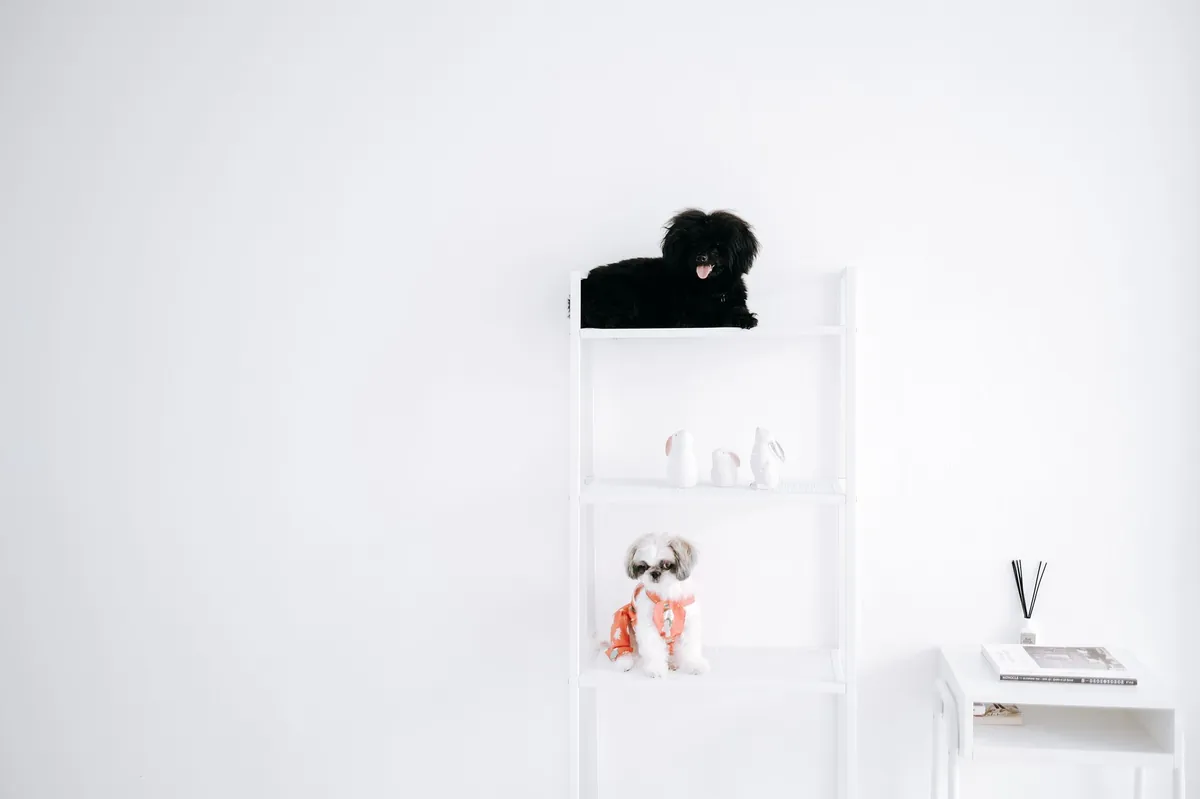 Pet supplies nearby – Find the closest store fast