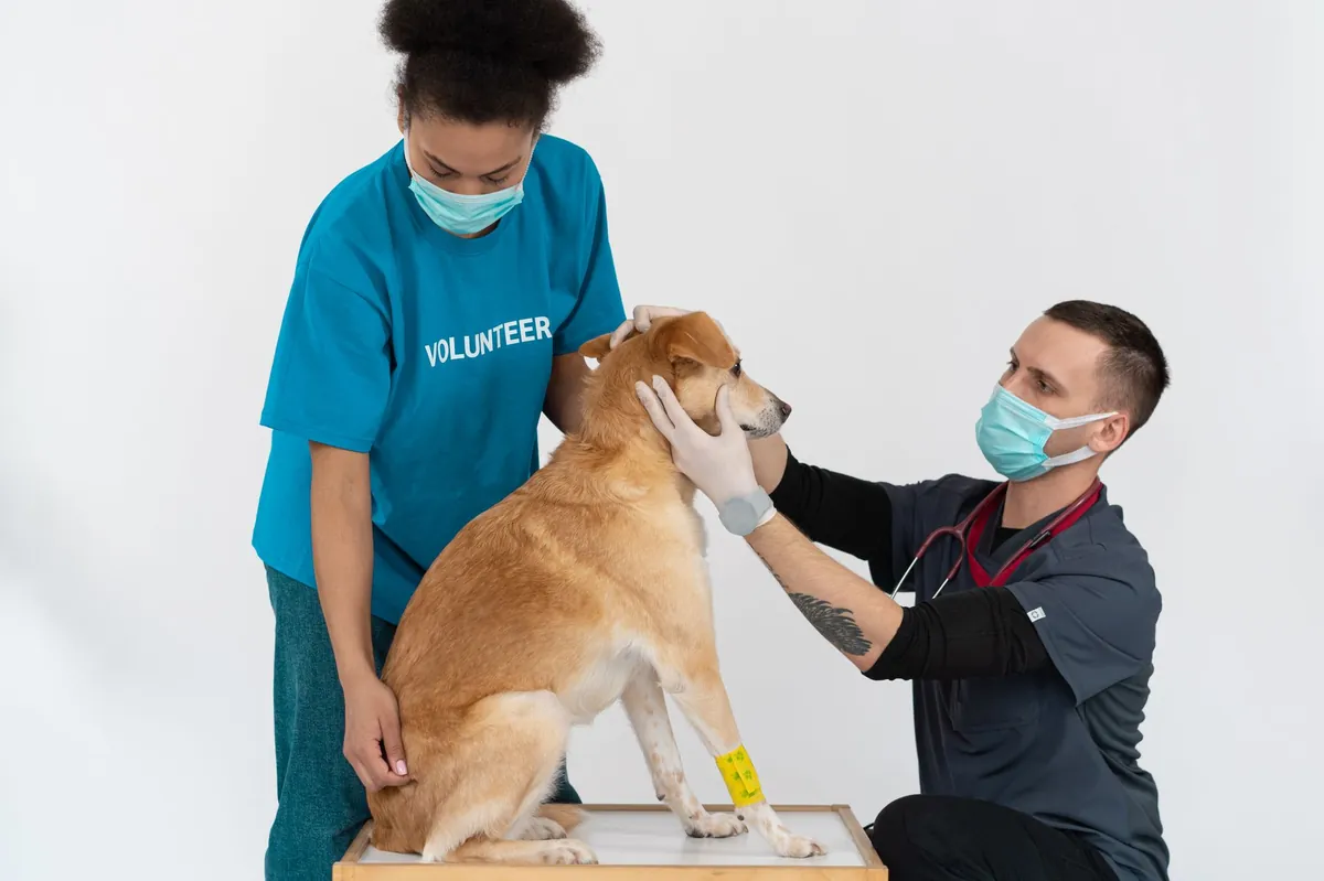 Find a Pet Vet Near Me – Quick, Trustworthy Guide