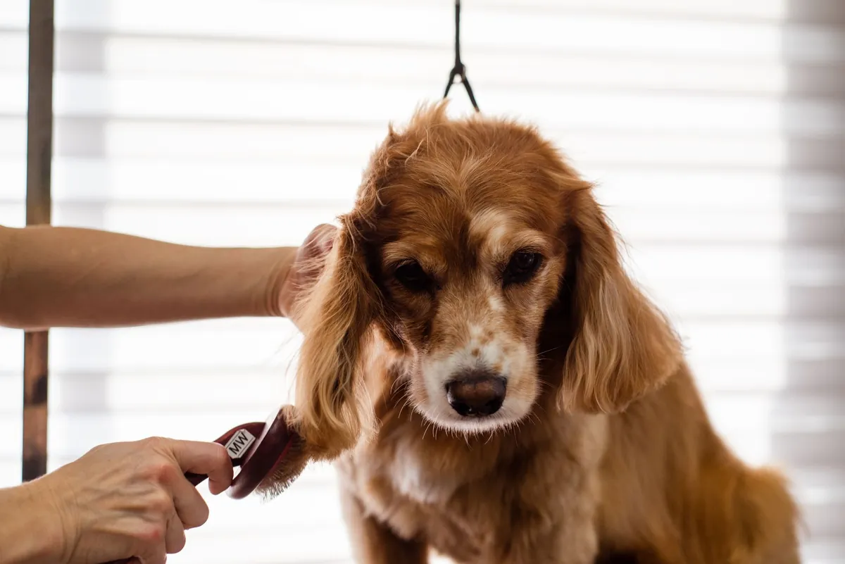 Petco Grooming Appointment: How to Book & What to Expect