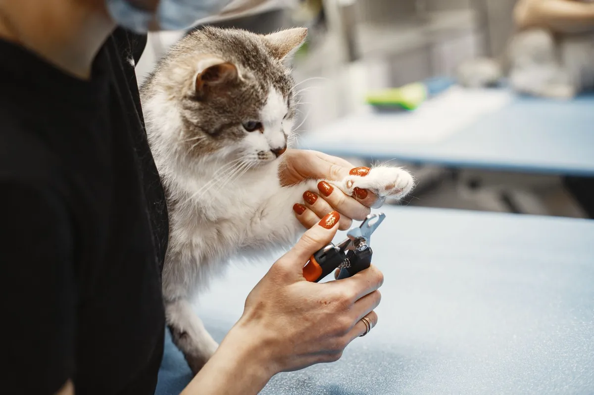 Petco Grooming Cat – What Every Cat Owner Should Know