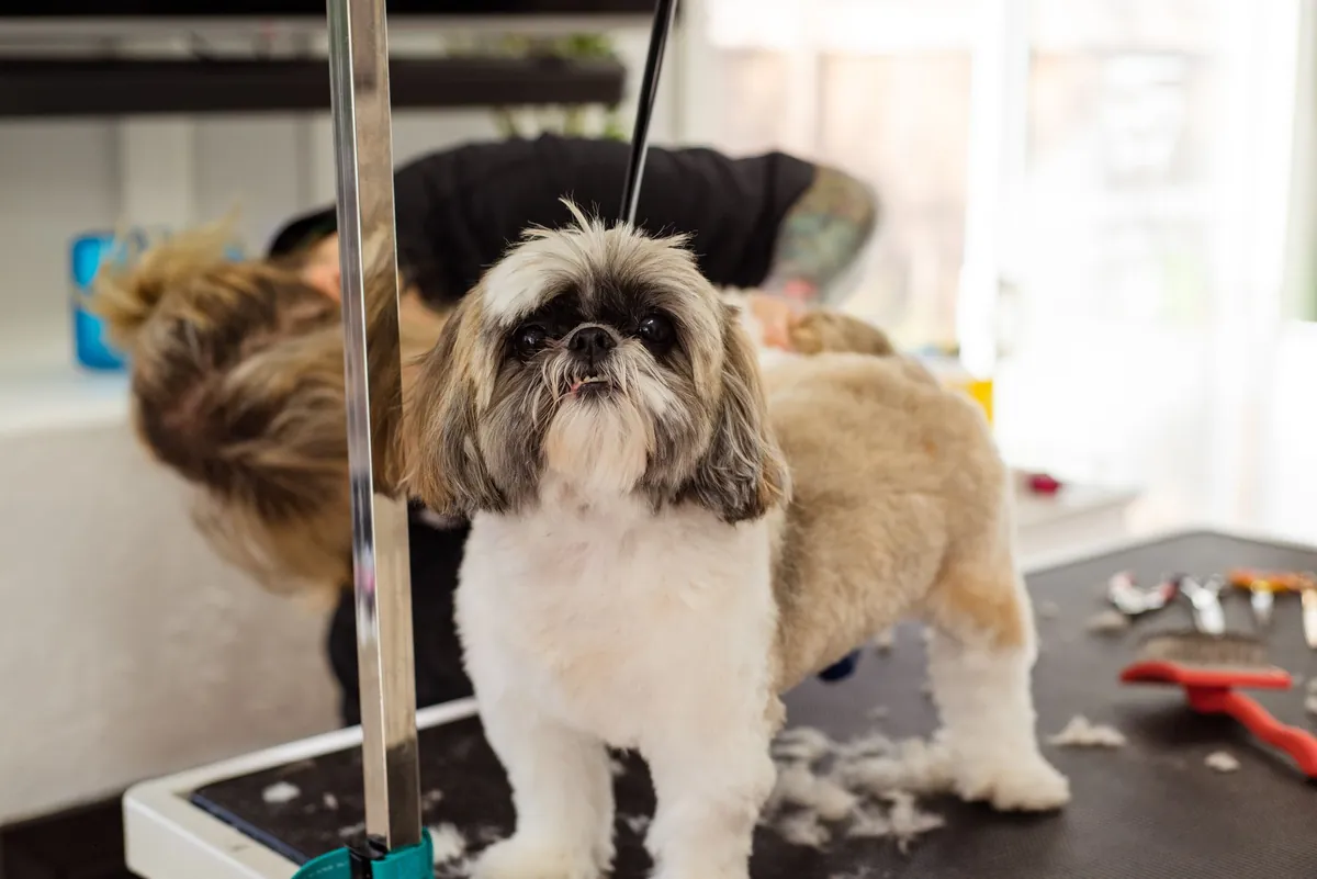 Petco Grooming Hours: When Can You Book an Appointment?