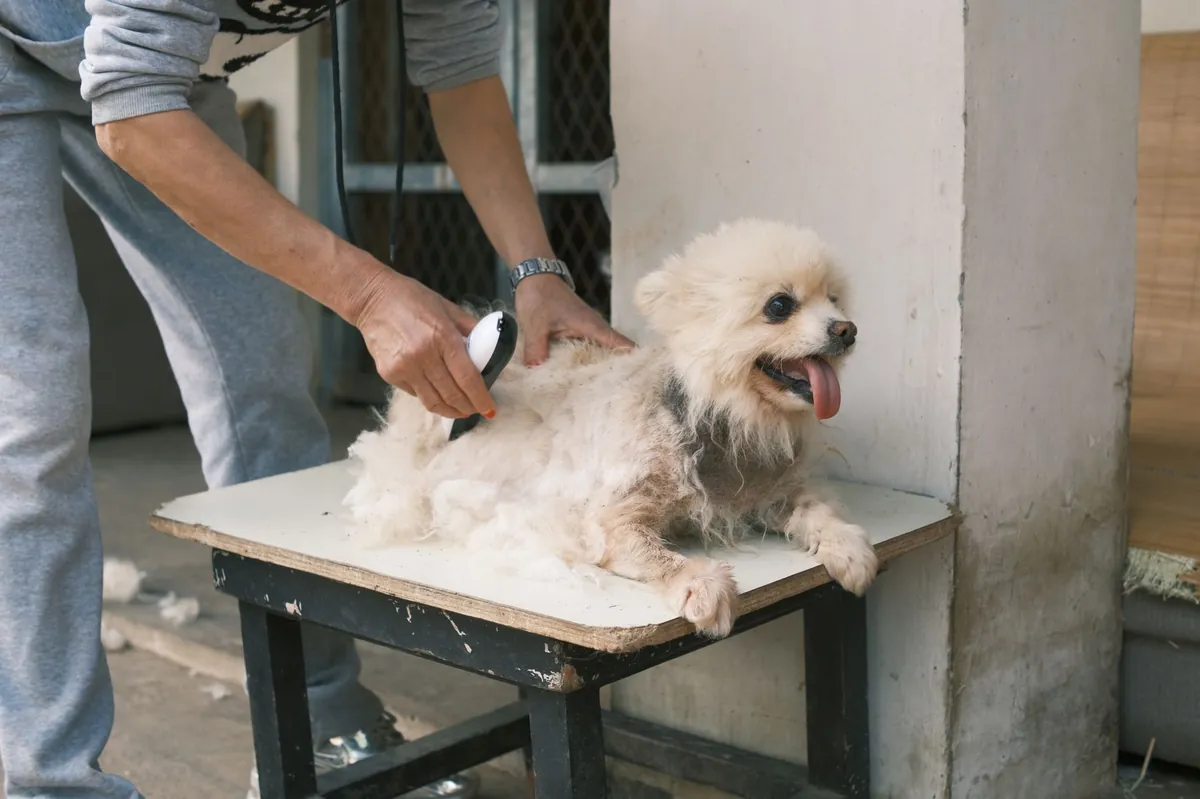 Petco Grooming Prices: What You Need to Know