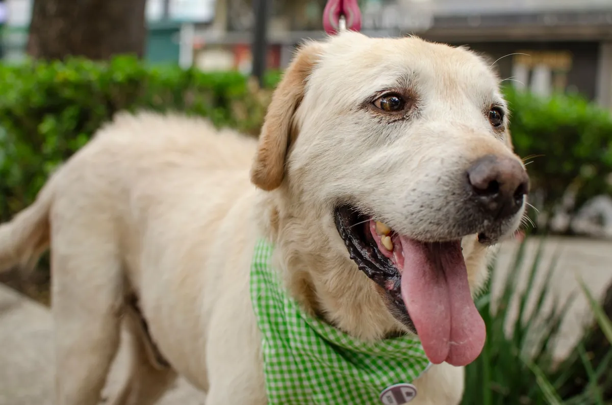 Petco Laredo Hours – When & Where to Visit Your Local Store
