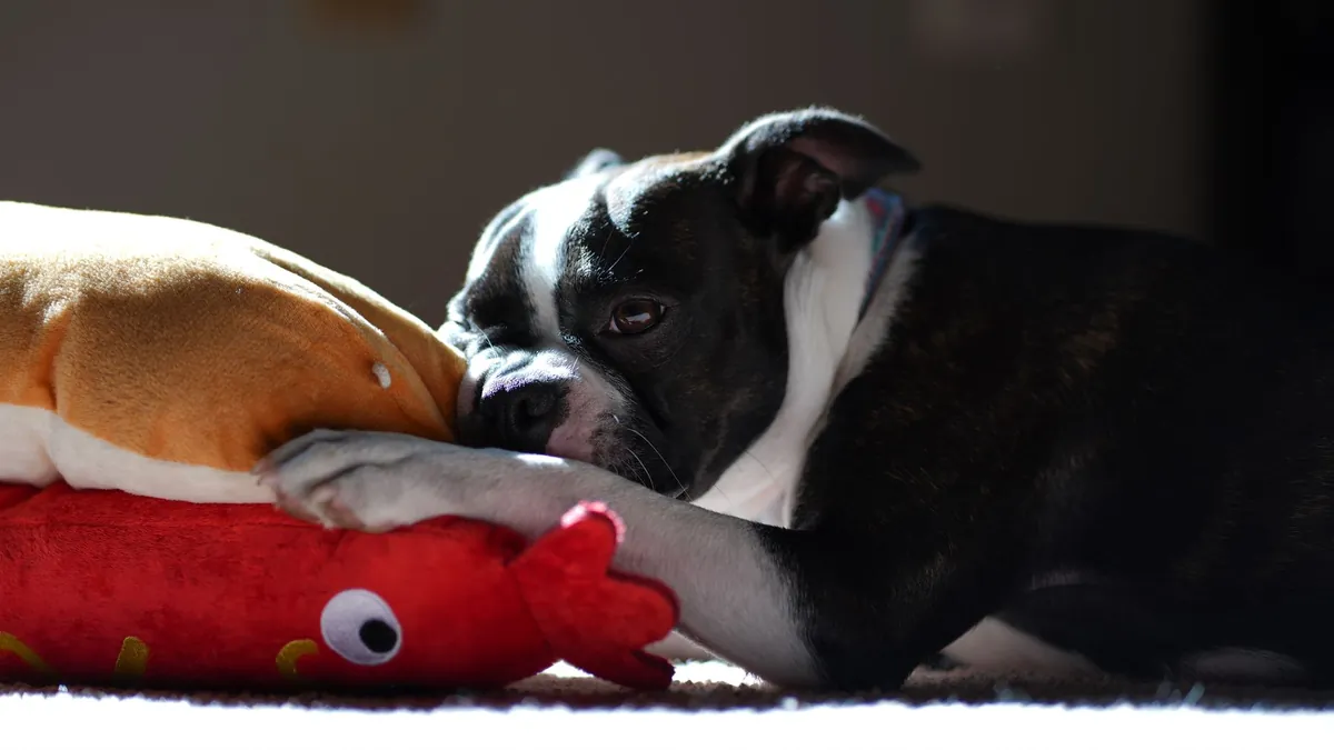 Petco Near Me – Locate Stores, Services & Supplies