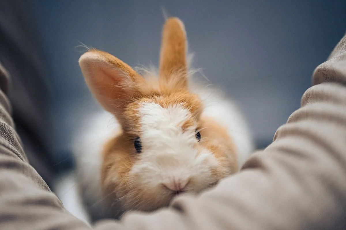 Pets Megastore: Your Complete Guide to Finding the Best for Your Pet