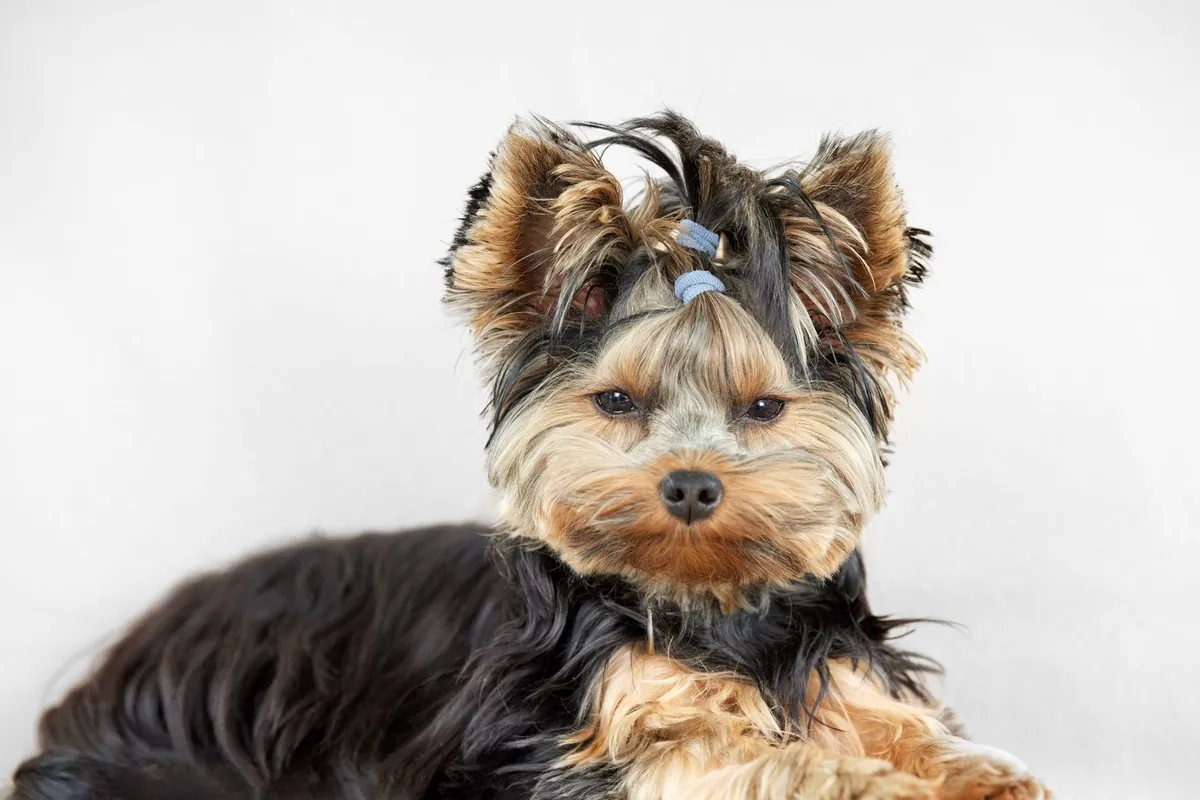 Petsmart Grooming: What to Expect and How It Works