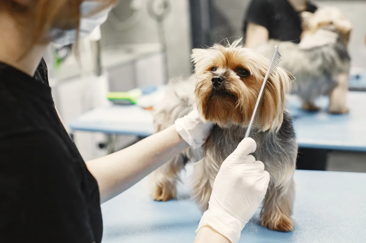 PetSmart Hours: Find Store Times Near You
