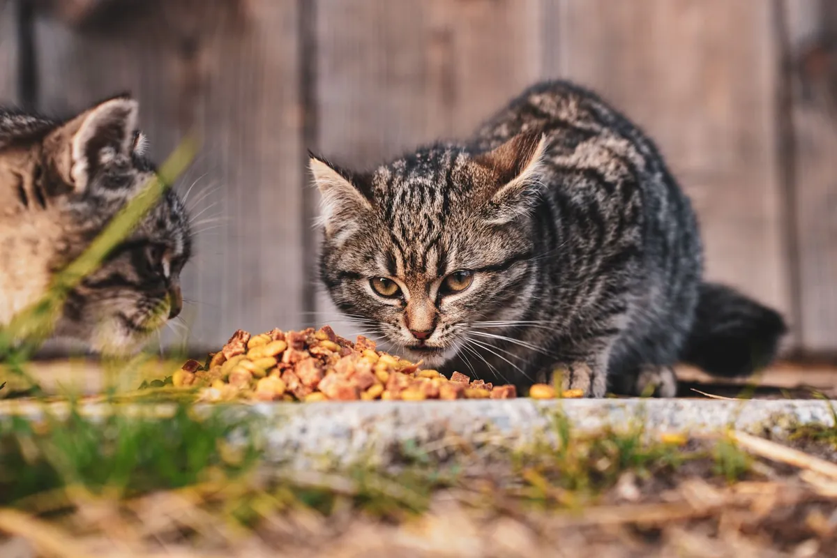 Purina Pro Plan Cat Food: Benefits, Safety & Buying Tips