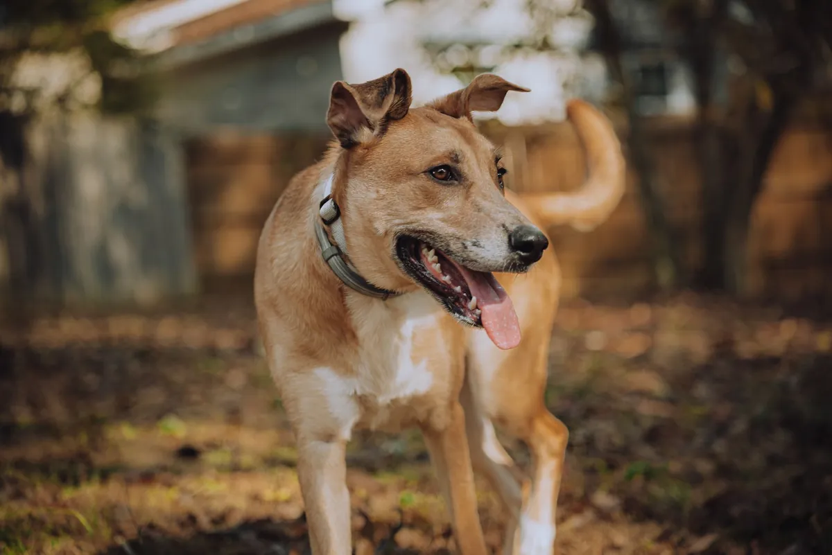 Purina Pro Plan for Professionals: Vet Staff Feeding Program