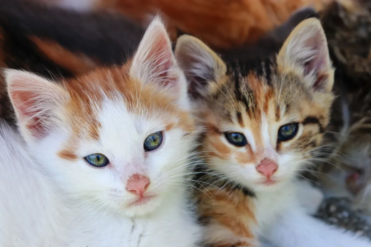 Purina Pro Plan Kitten Food: Expert Guide to Best Nutrition