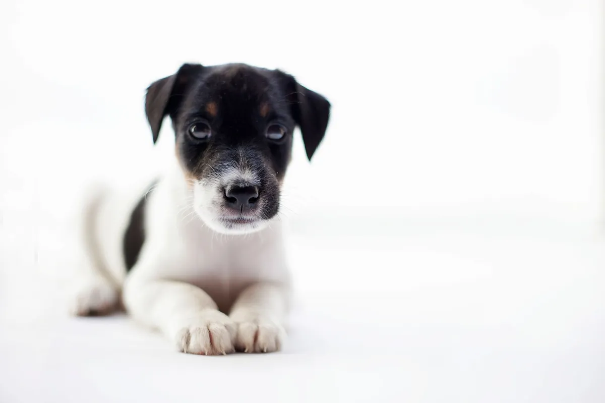Purina Pro Plan Puppy: A Trusted Choice for Growing Dogs