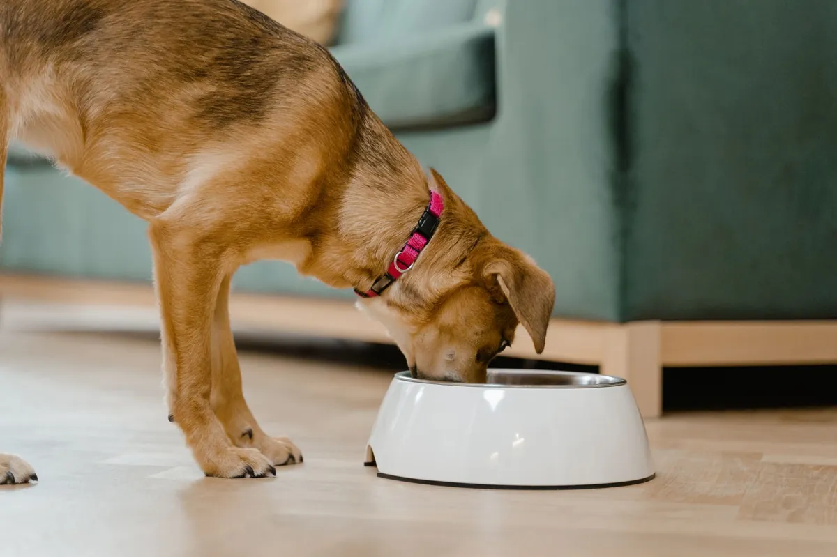 Purina Pro Plan Sensitive Skin and Stomach Dog Food – What You Need to Know