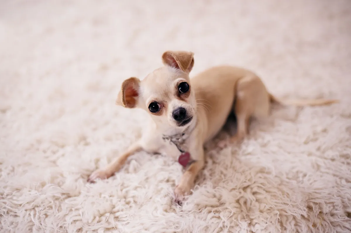 Small Chewy Dog Food: Top Picks, Benefits & Safety Tips