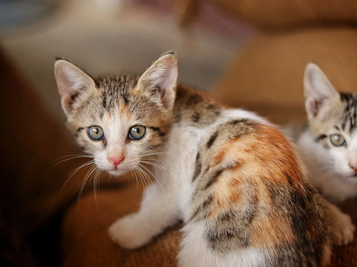 The Pet Fund: Financial Help for U.S. Pet Owners
