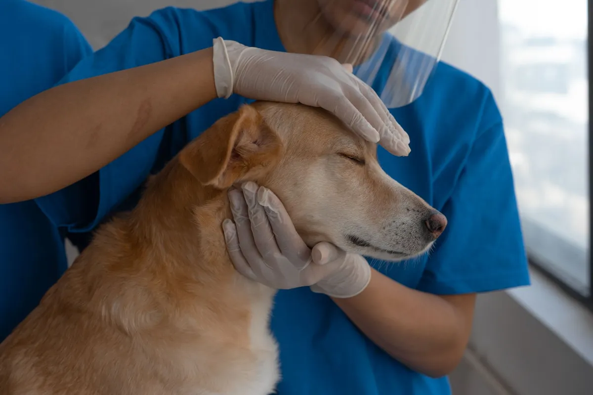 VCA Vet: What You Need to Know for Your Pet’s Care