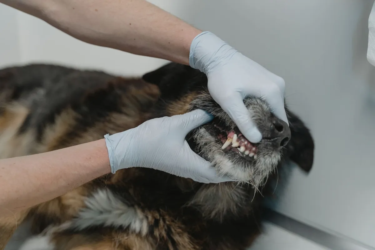 Vet Clinic Near Me – Quickly Find Trusted Local Care