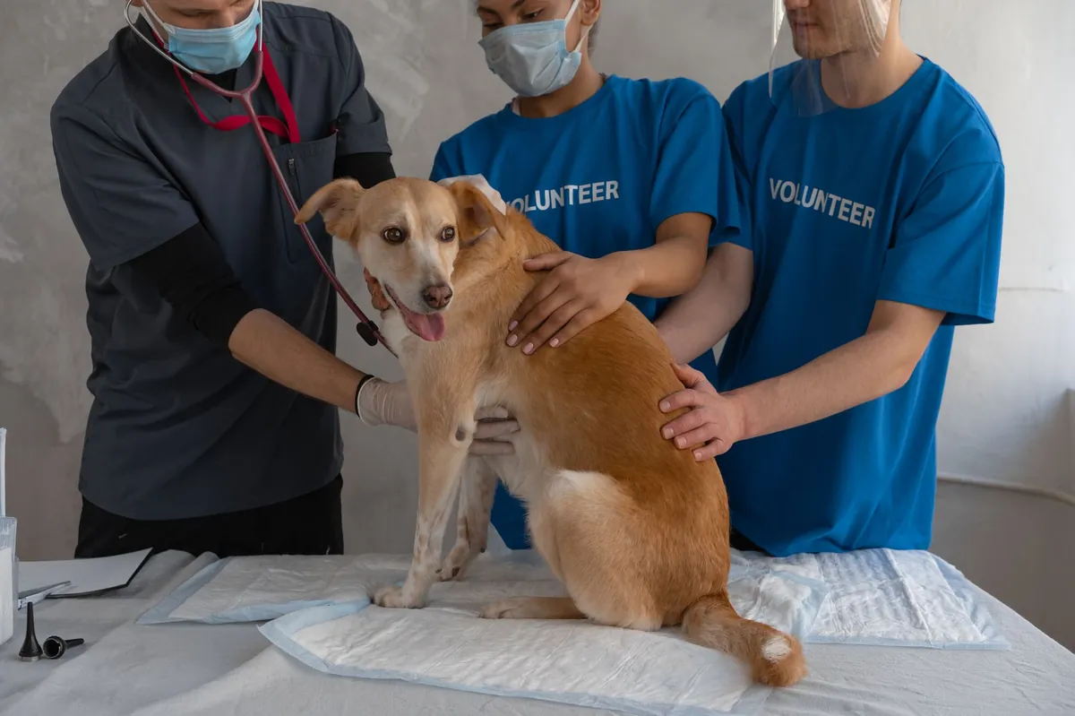 Veterinarian Salary in the United States – What You Need to Know