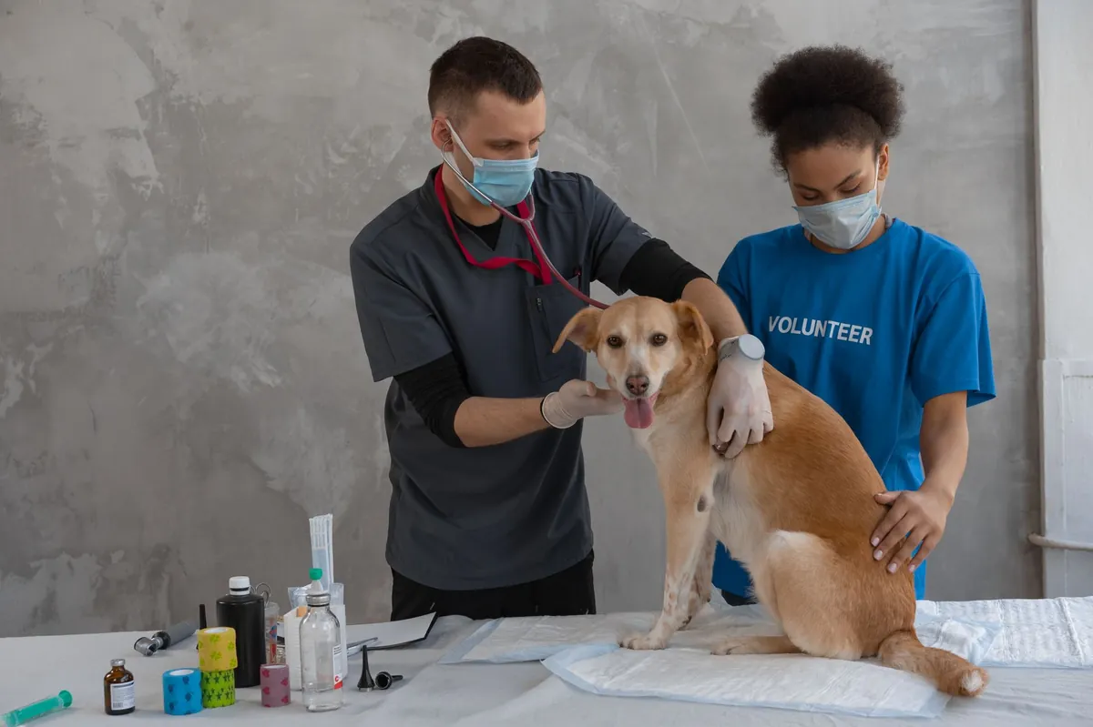 Veterinary Doctor: Roles, Salary & How to Become One