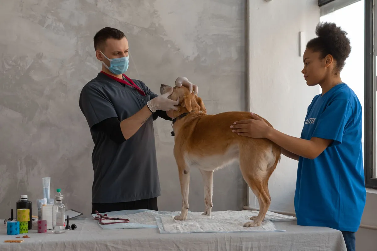 Veterinary Partner Handouts – Essential Guide for Pet Owners