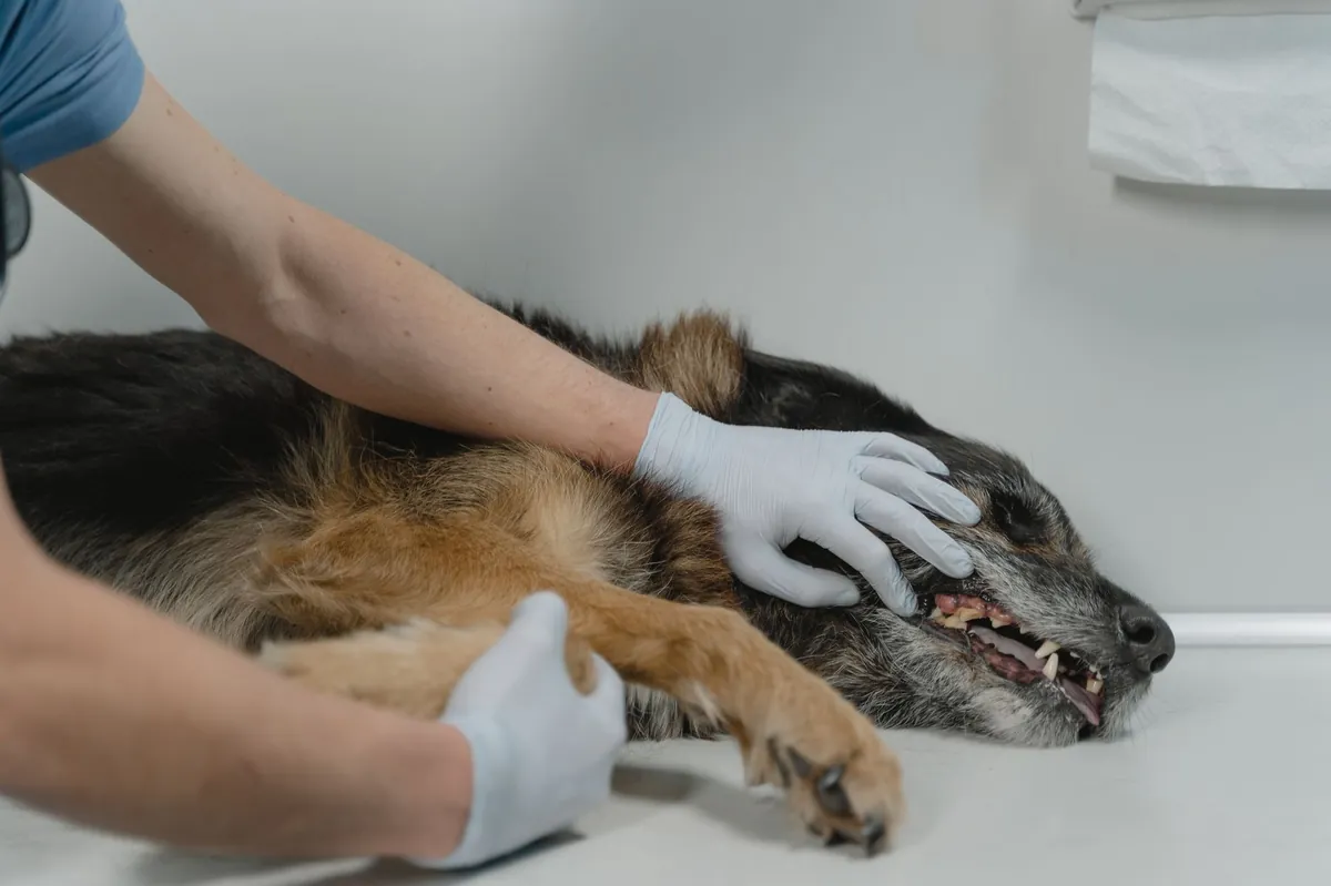 Find Vets Near Me Accepting New Patients – Quick, Reliable Options