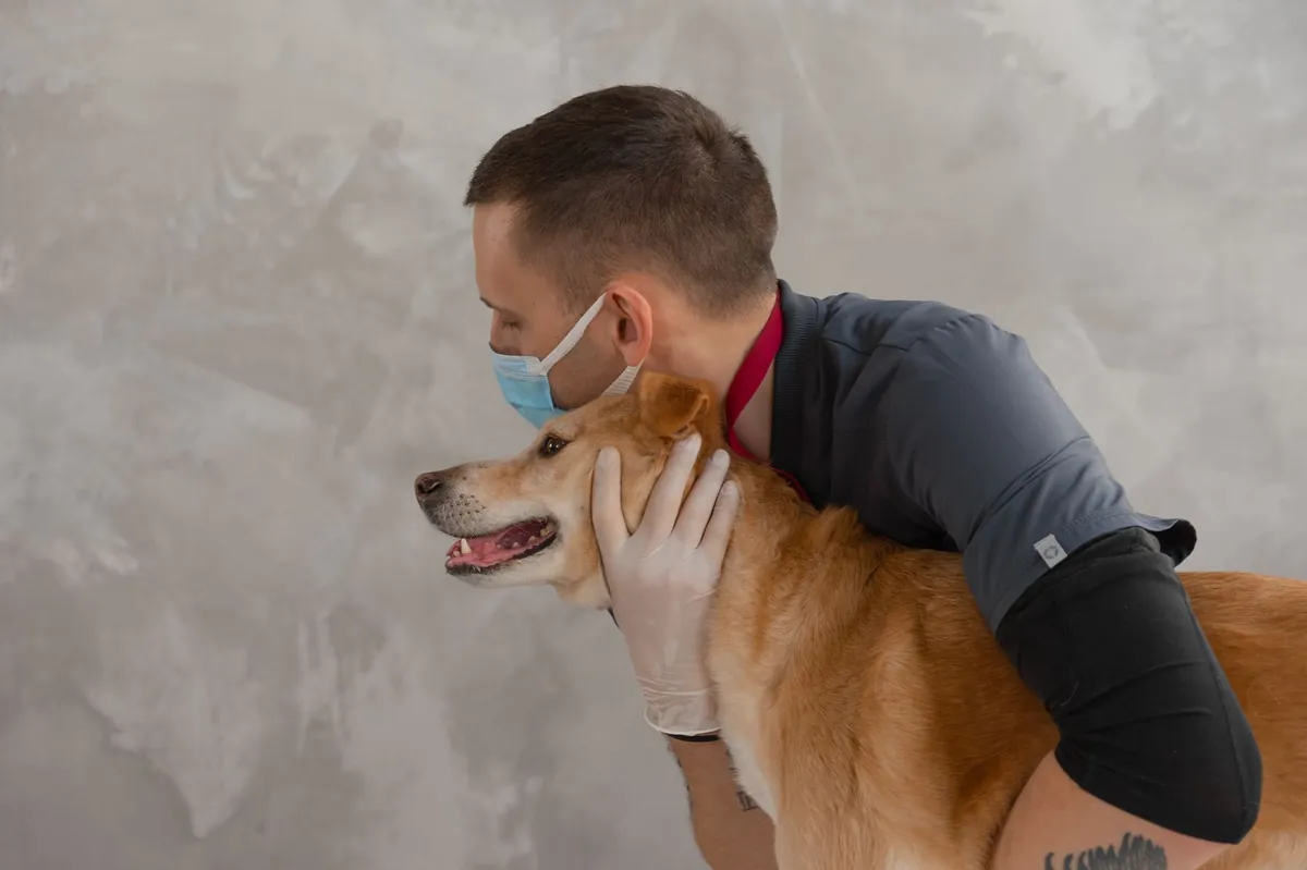 Vets Near Me: How to Find Trusted Veterinary Care Fast