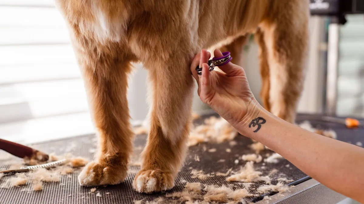 Walk-in Dog Nail Trim Near Me: Fast, Affordable Care for Your Pup