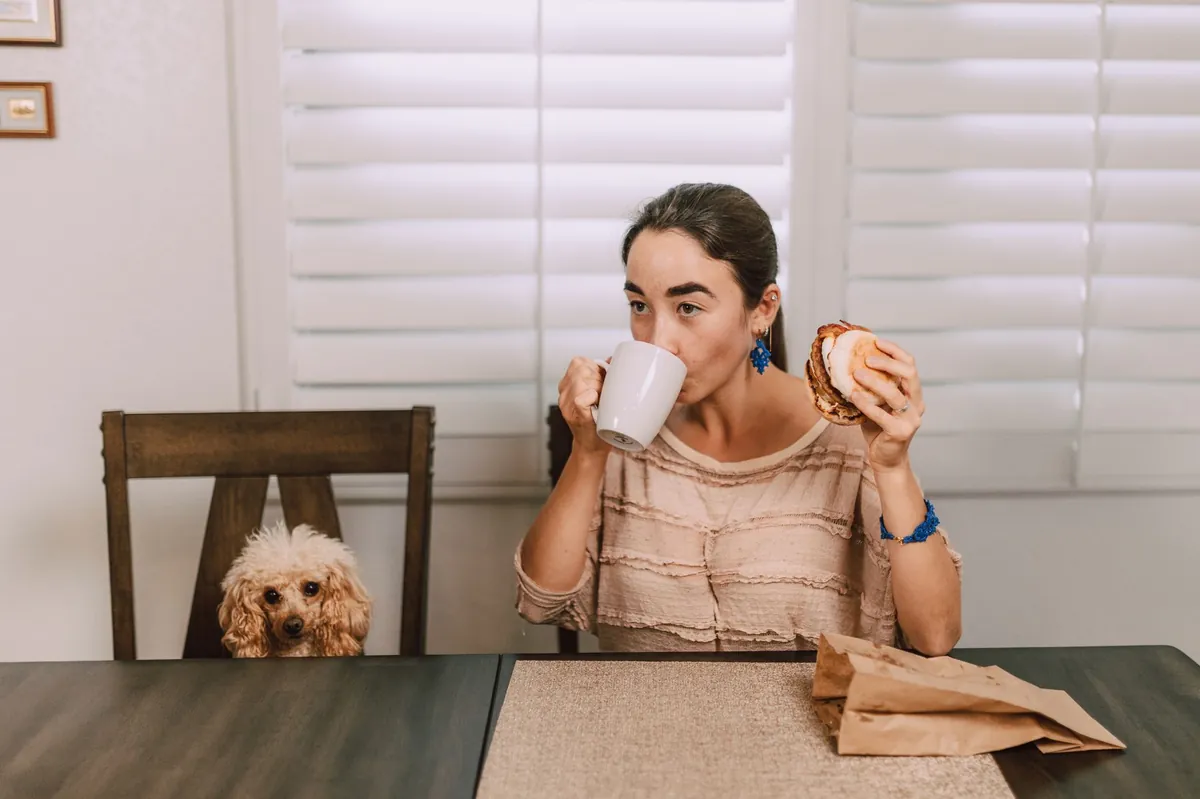 Where to Buy Ollie Dog Food – Store Locator & Buying Guide